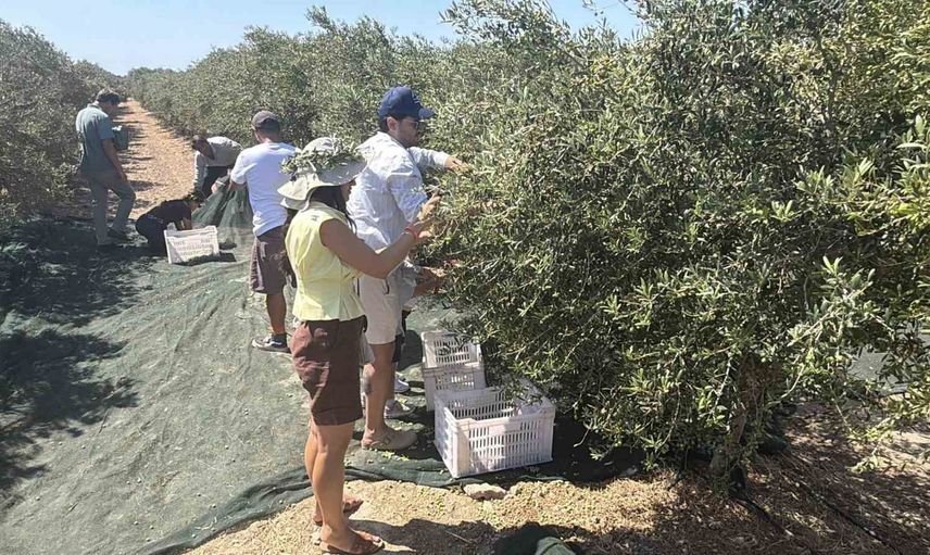 Bozcaada, taşıyıcı sıkım sistemiyle adada ilk zeytinyağını üretti