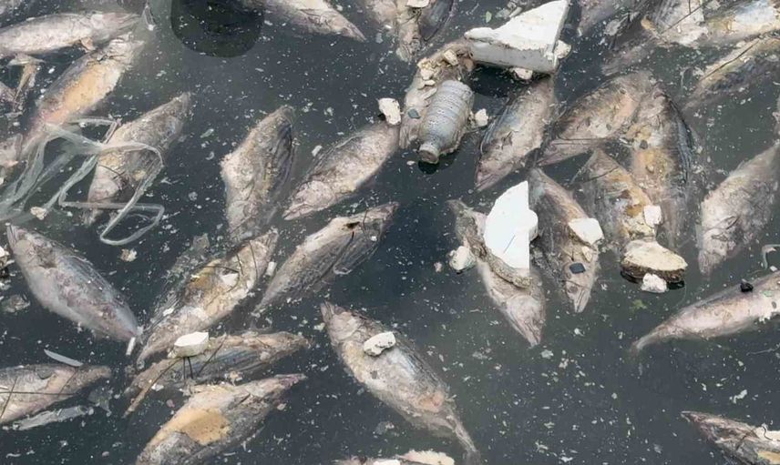 kirazlık limanı ağır kokudan arındırıldı