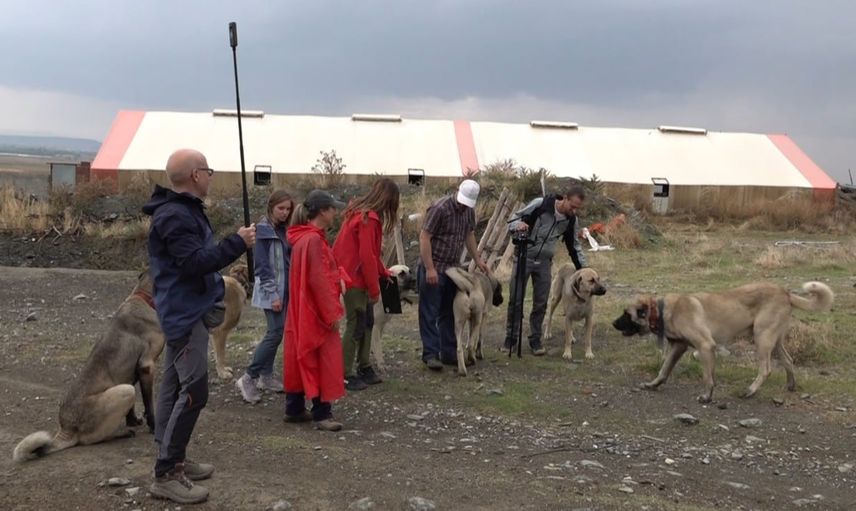 Eskişehir'de sürünün koruyucuları: İtalyan uzmanların örnek aldığı Türk çoban köpekleri