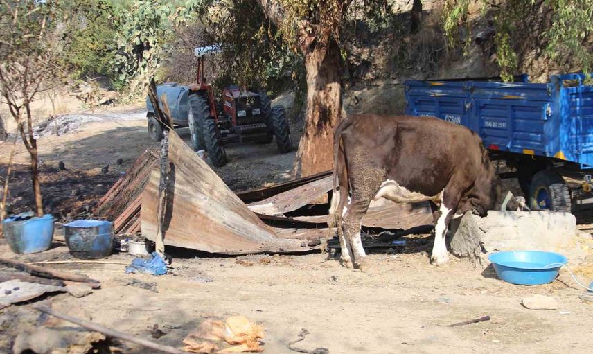 Mahallede alevler zeytin bahçeleri ve ağıllara zarar verdi