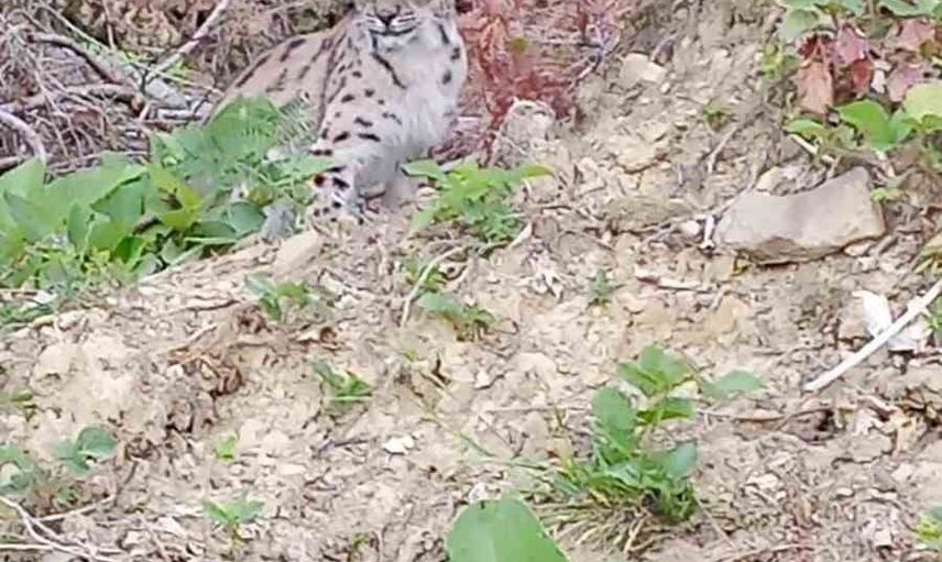 Ormanın sessiz misafiri Sinop'un Kayabaşı Mahallesi'nde görüldü