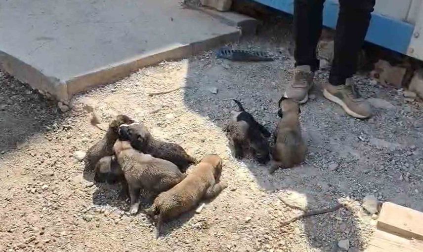 Veteriner kliniğinin konteyneri altında sıkışan köpek ve yavruları itfaiye tarafından kurtarıldı