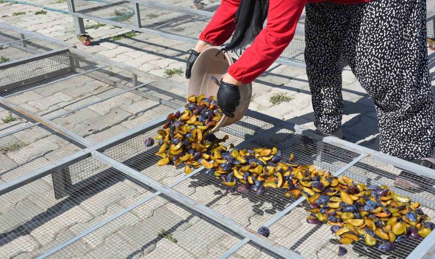 Demirci'nin 138 yıllık figan-i efendi eriği kadın emeğiyle dört günde kurutulup yıl boyu pazarlanıyor