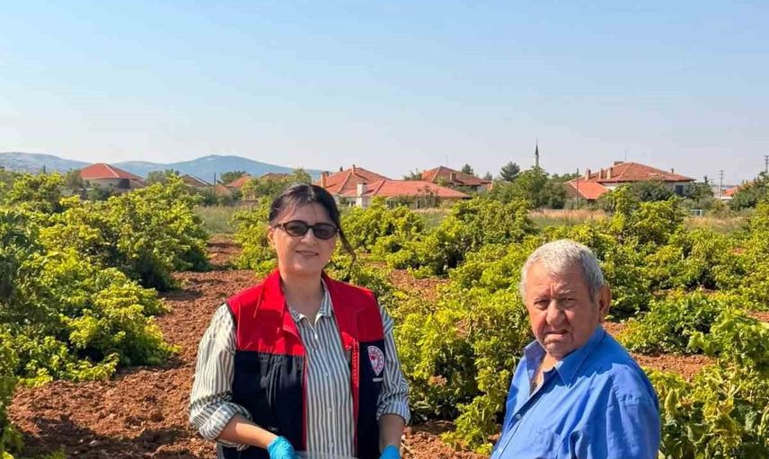 Hasat öncesi Bekilli bağlarında pestisit denetimi