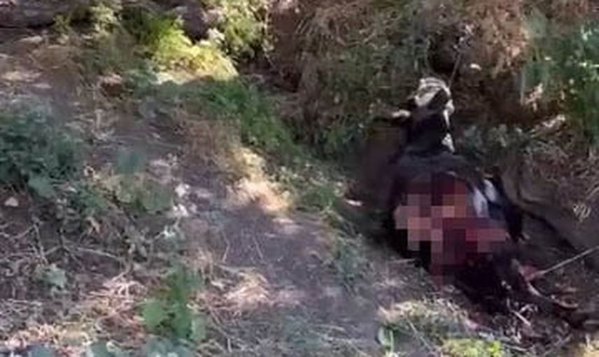 Köy halkı önlem istiyor: Yarımca'da kurt saldırısı bir eşiği telef etti