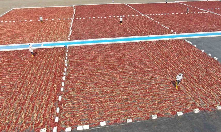 Acıyı güneşte kurutuyorlar: İslahiye'de biber tarladan pul bibere