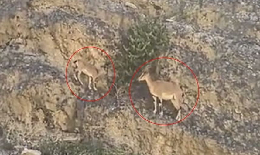 Doğanın zarafeti yol kenarına taşındı: Erzurum Uzundere'de dağ keçileri görüntülendi