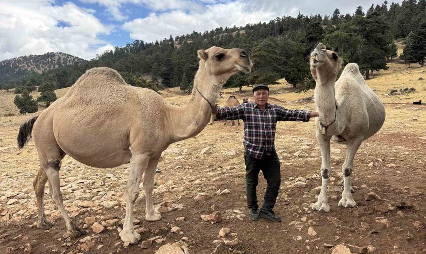 Son deveci Sarıkeçili: atalarının konargöçer geleneğini sürdüren 73 yaşındaki 'Kuş Ali'