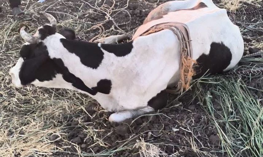 Reyhanlı'da bataklıktan çıkarılan inek sağlığına kavuştu