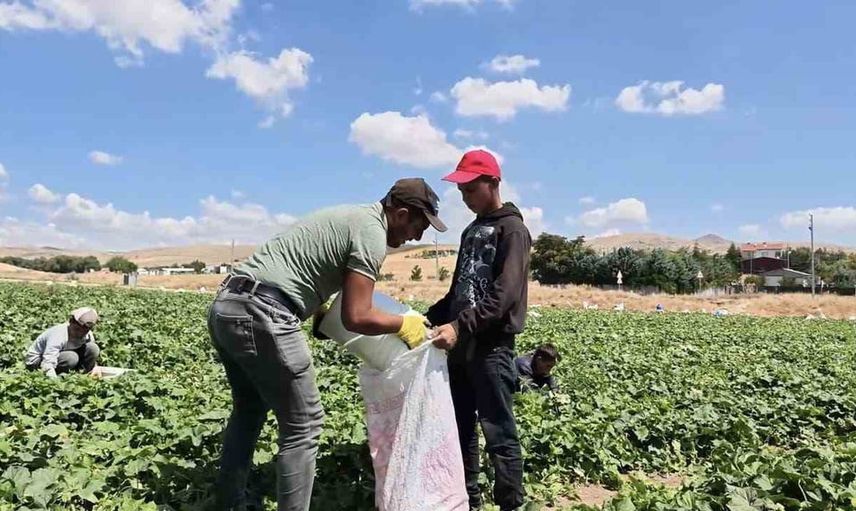 Festivalde Çubuk turşusu ön planda: hazırlıklar son hızla sürüyor