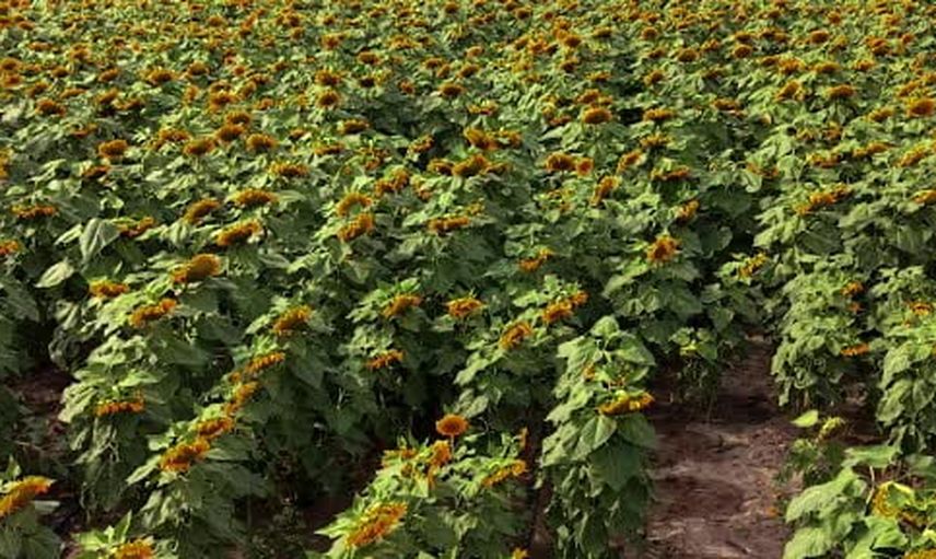 söğütlüde ayçiçeği üretimi genişliyor, 200 dönümden yaklaşık 60 ton bekleniyor