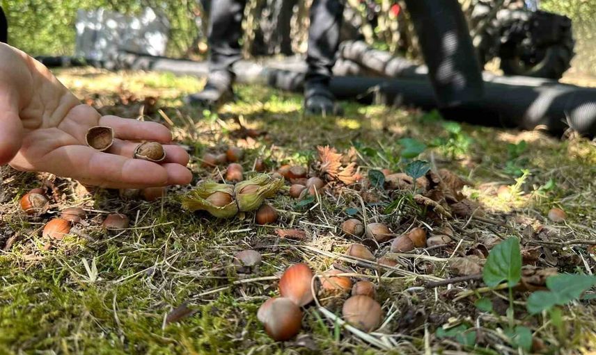 Üretimde gözetim: Düzce'de sahada düzenli tarım izleme çalışmaları sürüyor
