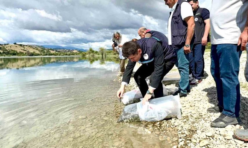 Baraj ekosistemine 75 bin sazan yavrusu takviyesi yapıldı