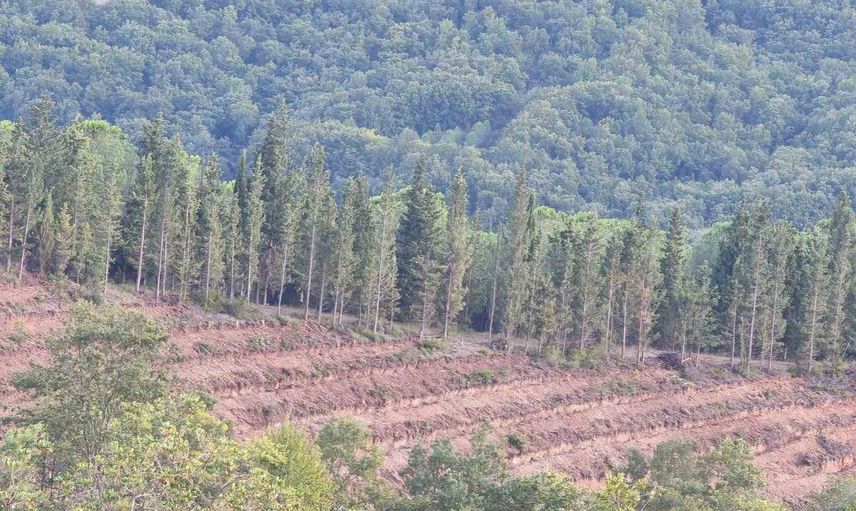 Gönen'de 250 hektarlık plantasyonla sanayiye sürdürülebilir odun sağlanacak
