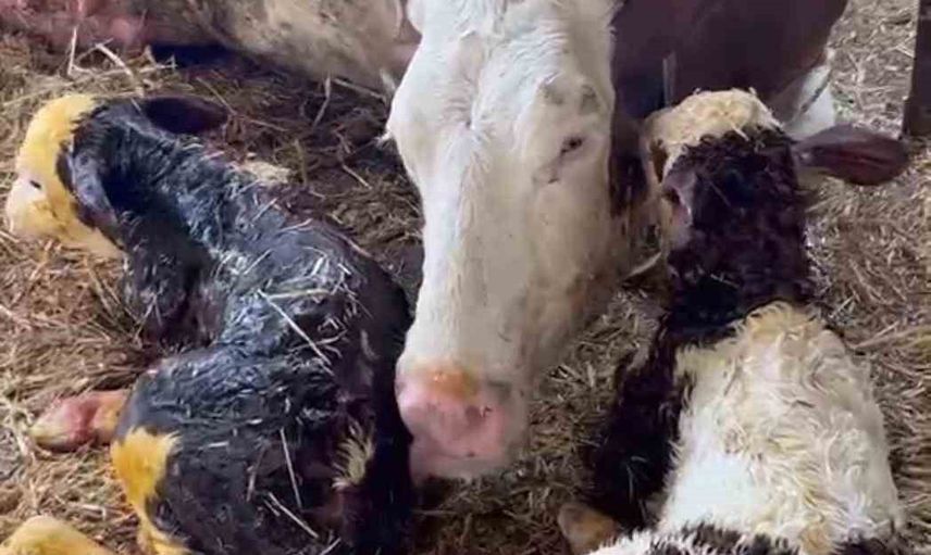 Hayrabolu'da çiftçiye çifte mutluluk: ineğin ikiz buzağıları