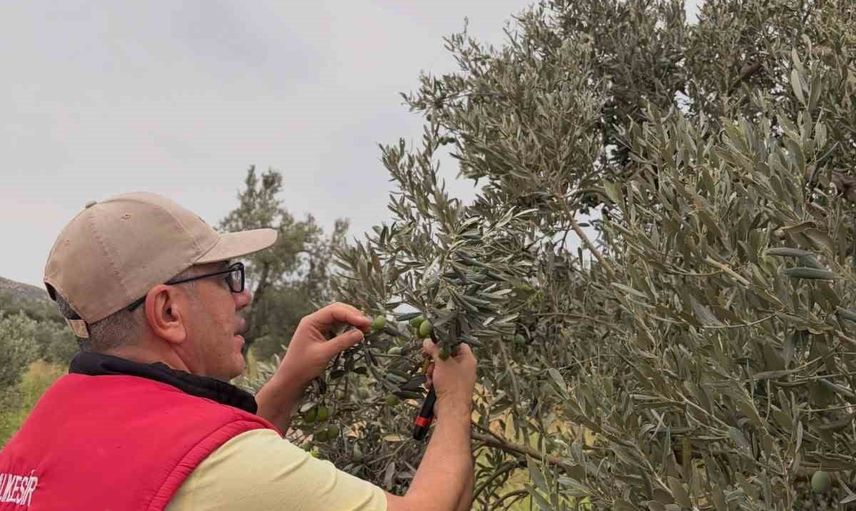 Burhaniye'de zeytin verim ve kalite için sinek takibi sıklaştırıldı