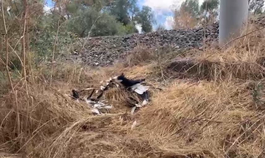 Kütahya'da Vefa Mahallesi'nde tren yolu kıyısında leylek ölümleri endişe yarattı