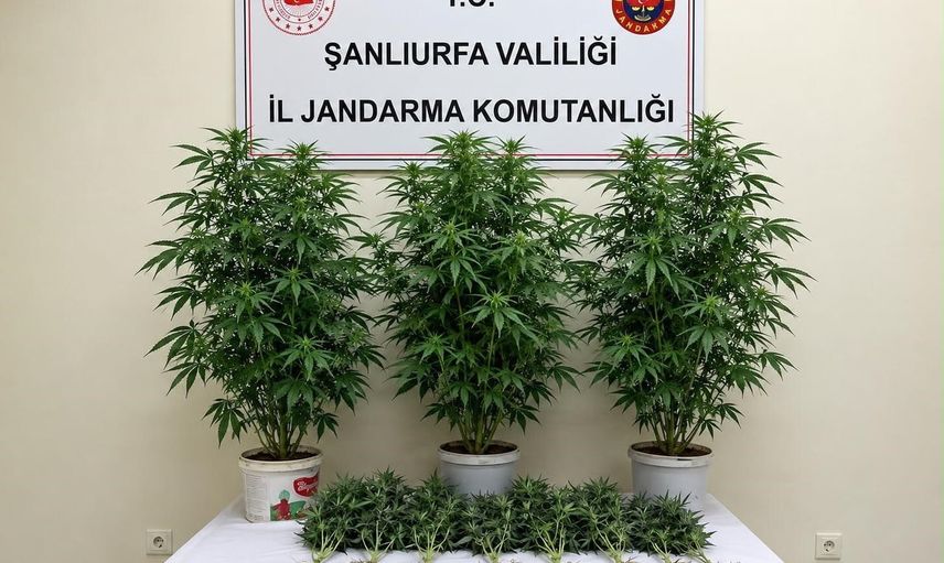 Jandarmadan Bozova'da kenevir operasyonu: 13 kök ve 1 gözaltı