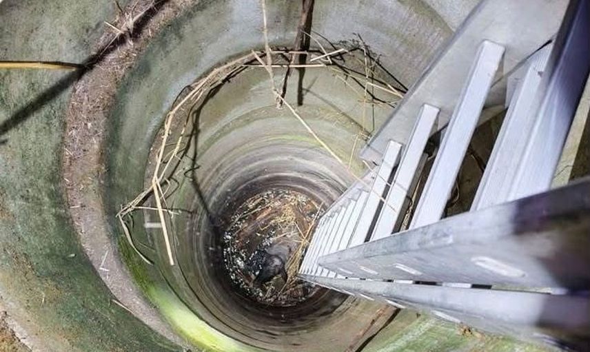 Tarla sulama kuyusuna düşen koyun itfaiye ekiplerinin müdahalesiyle kurtarıldı
