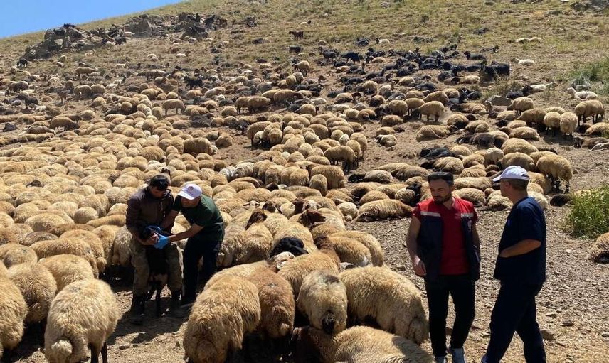 Yaylalarda veteriner seferberliği: Şırnak'ta hayvan sağlığı ve üretime odaklı saha çalışması