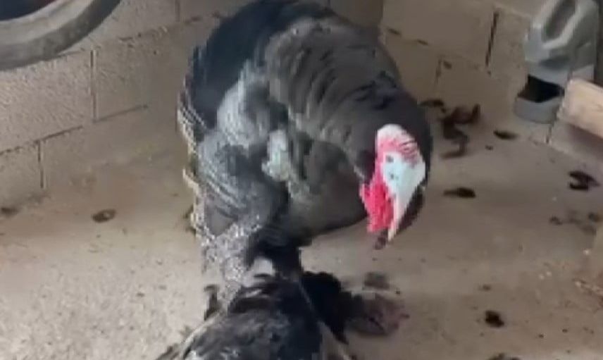 Bağ evinde bir hindi çiftinin hüzünlü vedası