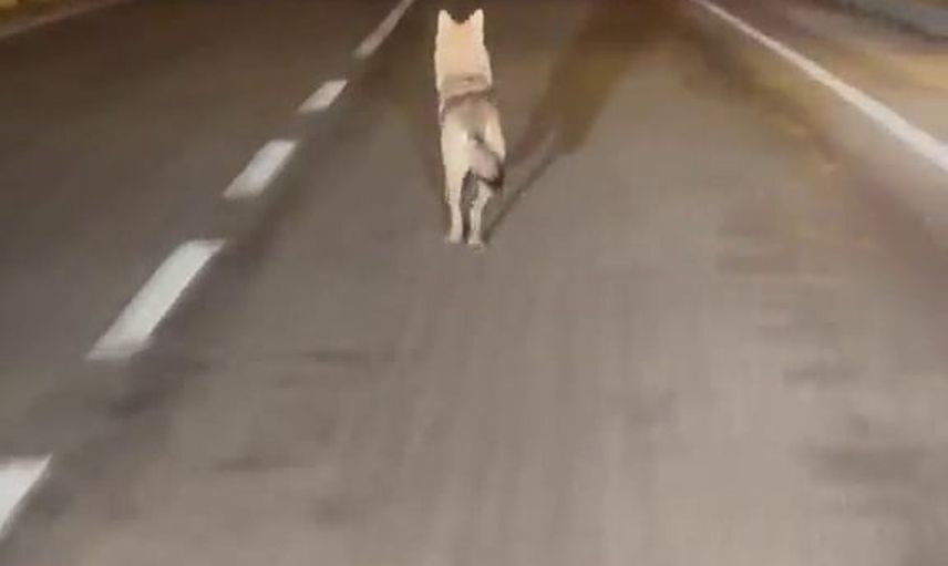 Gürün'de bozkurtun izini süren sürücünün görüntüsü