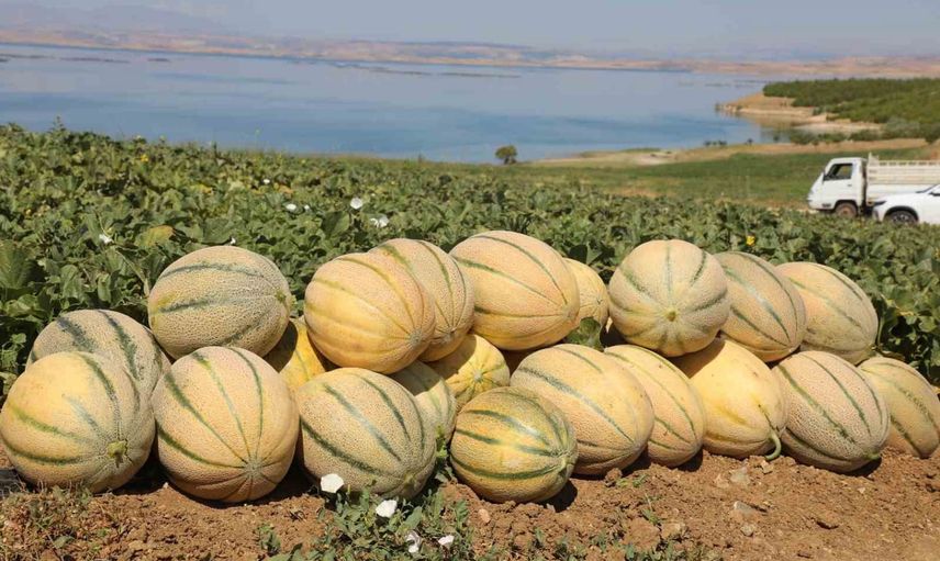 Elazığ'da kavun tarlalarında hasat başladı: 2026'da yaklaşık 20 ton beklentisi