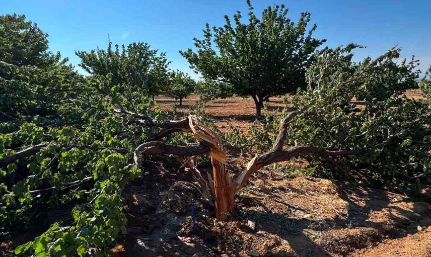 Malatya'nın Hekimhan ilçesinde kayısı ağacı yıldırım darbıyla parçalandı