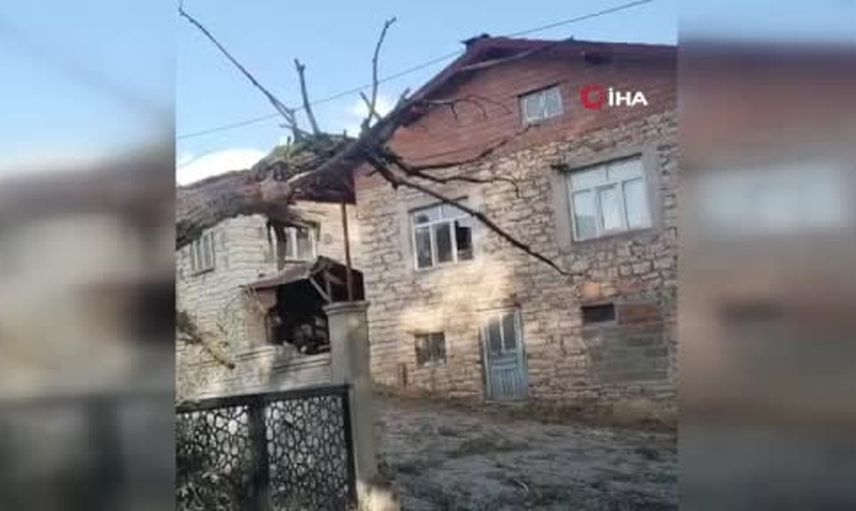 Beyşehir'de söğüt ağacı rüzgarda devrilip park halindeki araca hasar verdi