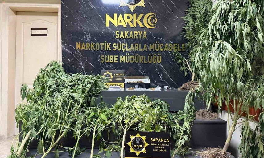 Sapanca'da iki adrese düzenlenen baskında kenevir kökleri ve esrar ele geçirildi