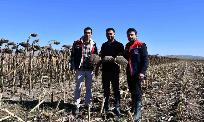 Bayburt'ta ayçiçeği tarlalarında hasat denetimi: üreticilere uyarılar ve öneriler