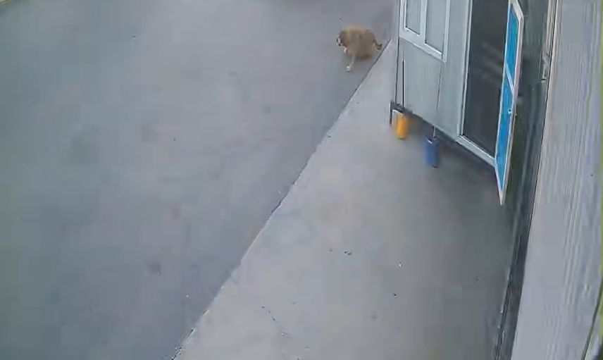 afyonkarahisar osb'de otomobilin köpeğe çarpıp kaçtığı anlar kamerada