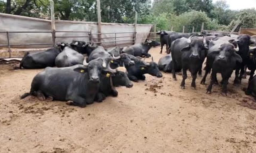 Sabah 5'te başlayan manda mesaisi: Karacakılavuz'da kadınların üretim hikâyesi