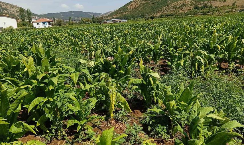 Çelikhan'da gece bastıran dolu tütün tarlalarını parçaladı
