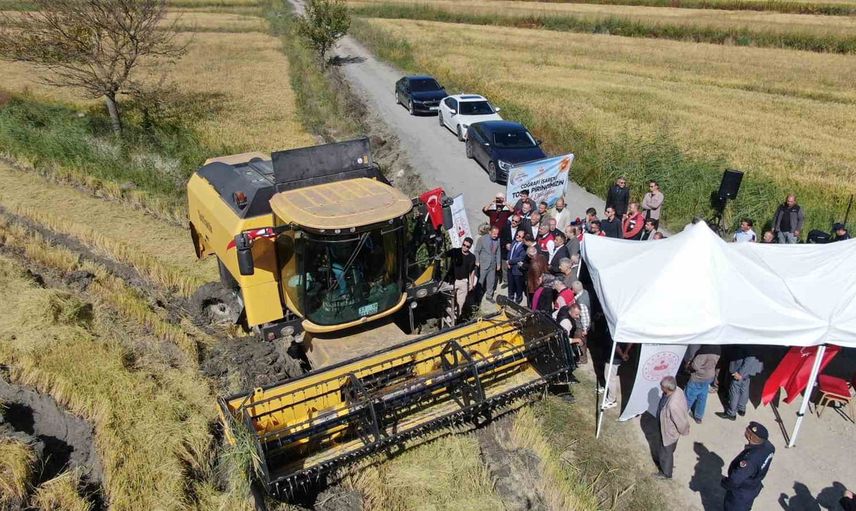 Tosya'da sarıkılçık hasadı başladı: hedef üretimi 24 bin dekara çıkarmak