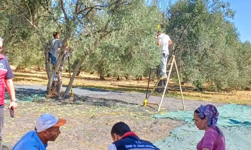 Gömeç'te yağmurla başlayan zeytin hasadında ekipler sahada