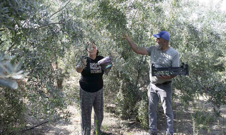 Kentin fidan desteği meyvesini verdi: Karaisalı'da ilk hasat
