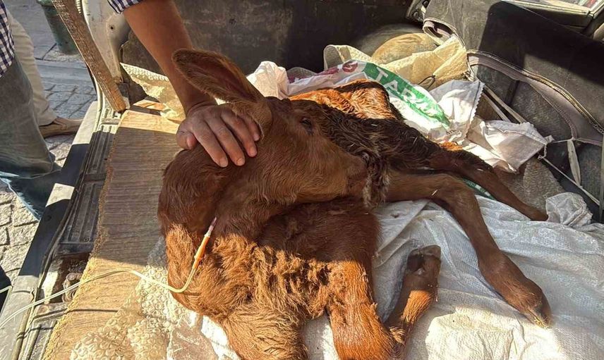 yastıkla bagajda veterinere götürülen kezban köyüne döndü