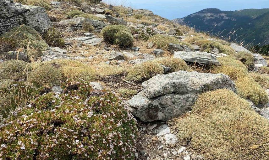 Kaz dağları'nda konukçu bitkiden beslenen yeni böcek türü keşfedildi