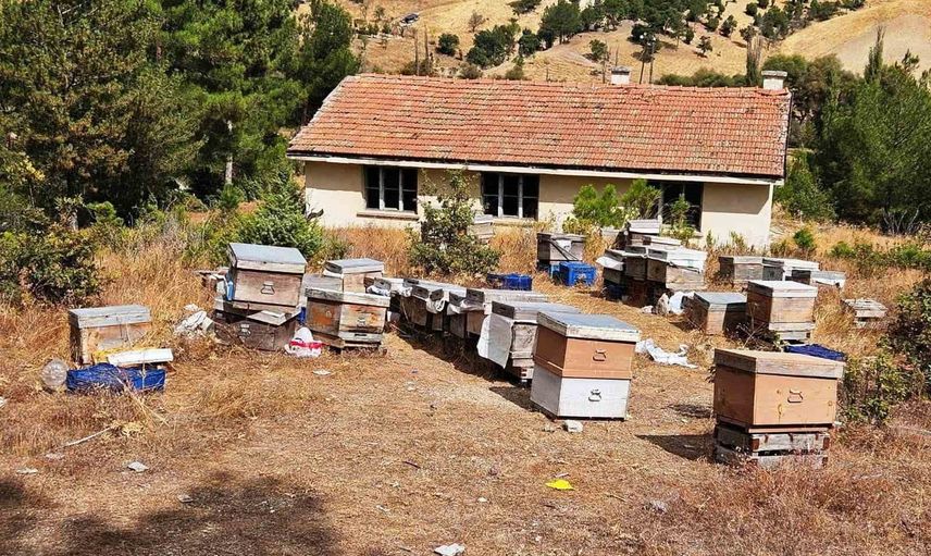 Emet'te arılı kovan sayımı yerinde denetlendi