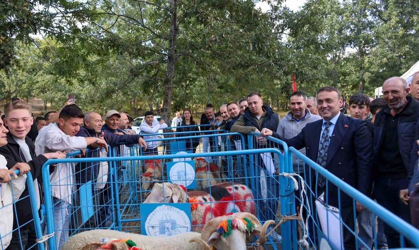 Bilecik'te küçükbaşlar yeni sezona koç katımıyla hazırlanıyor