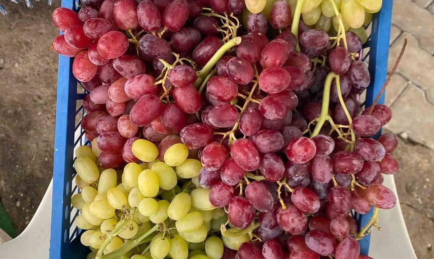 Venezüellalı turistlerin Sarıgöl molası: Sultaniye ve Crimson üzümlerine hayran kaldı