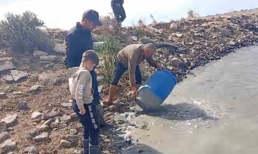 Küplü'de sulama kanallarında mahsur kalan balıklar amatörlerin çabasıyla göletlere taşındı