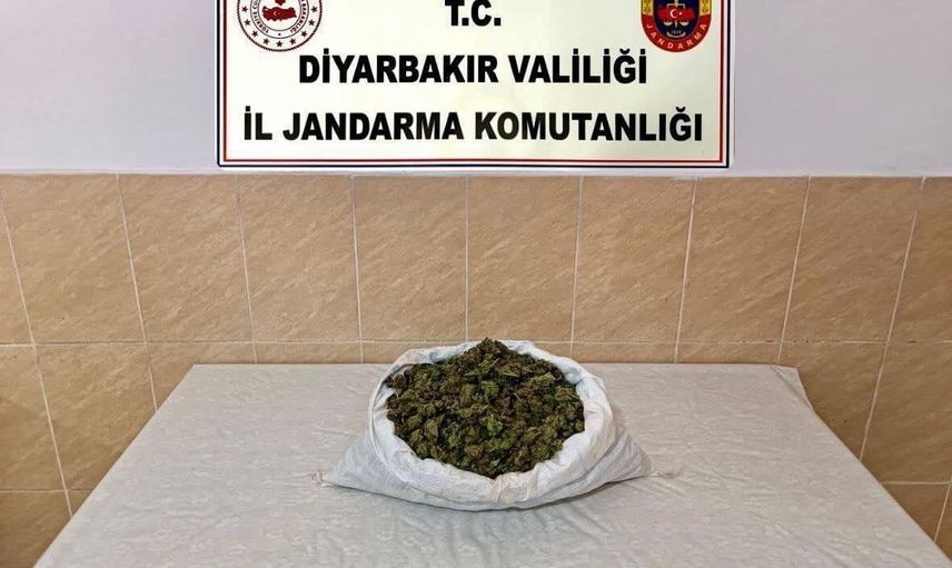 Diyarbakır’da geniş çaplı jandarma operasyonunda yüz binlerce kenevir kökü ele geçirildi