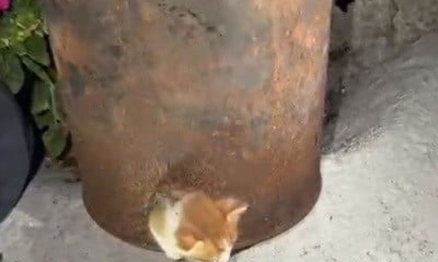 Soba kovasındaki macera kısa sürdü: yavru kedi itfaiye tarafından kurtarıldı