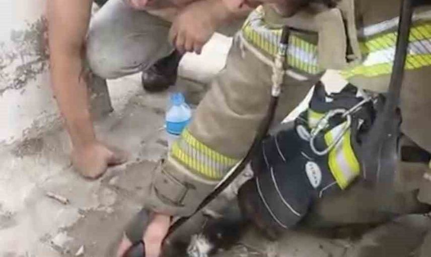 Yangında mahsur kalan yavru kedi su ve oksijenle hayata döndü