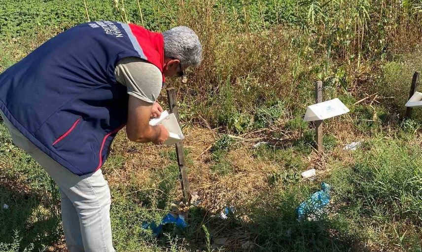 Didim'de pamukta zararlı baskısı tespit edilmedi