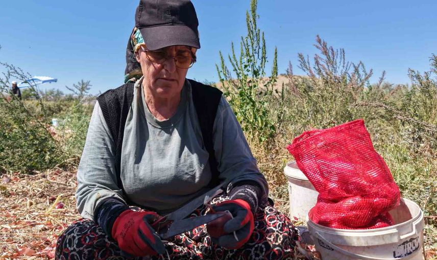 Kılıçlar soğanı tarladan sofraya: kadınların emek dolu hasadı