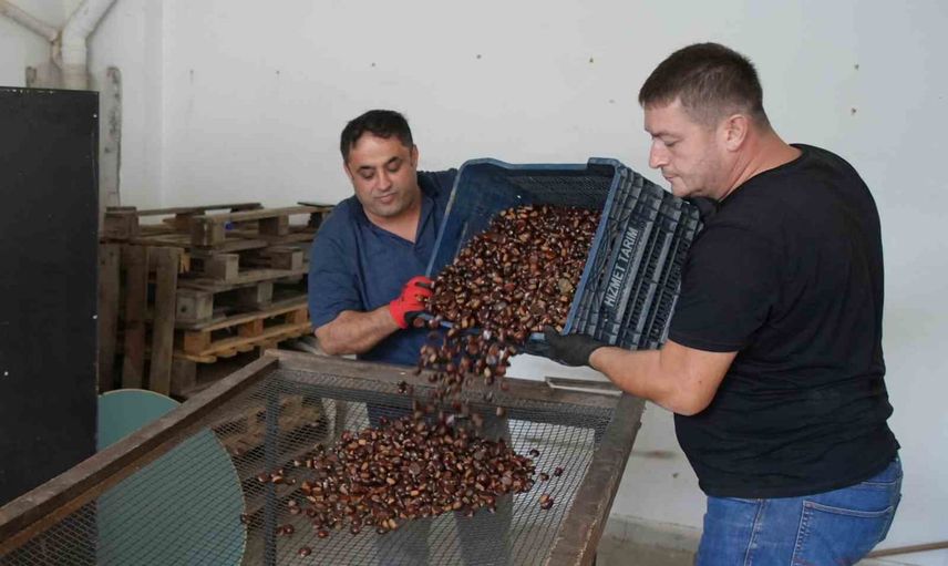 Doğanyurt'un kuzu kestanesi bereketi: kilogramı 250-350 liradan alıcı buluyor