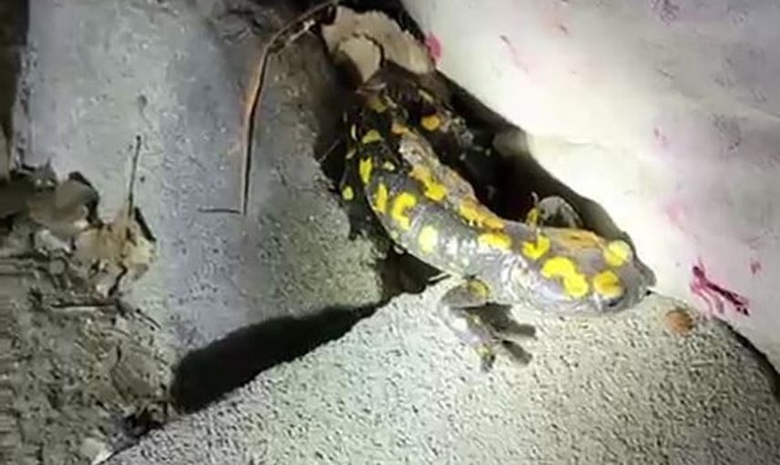 Yağışın ardından Doğanşehir'de nadir semender görüldü